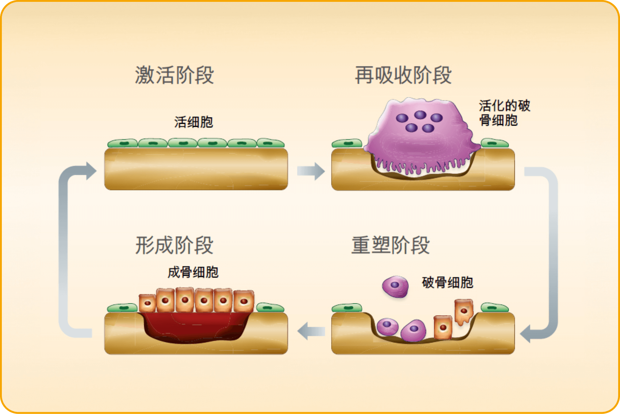 筑桥固本，提升骨密度 富骨宝 FORTIBONE